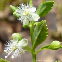 Scoparia dulcis L.